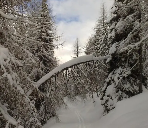 Sauschneideralm